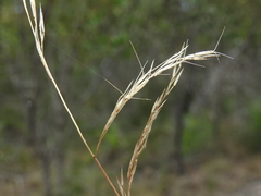 Aristida benthamii benthamii