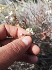 Heliophila suborbicularis