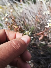 Heliophila suborbicularis