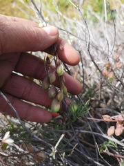 Heliophila suborbicularis