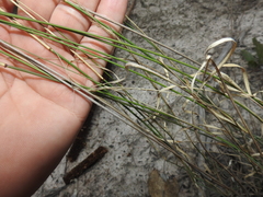 Aristida benthamii benthamii