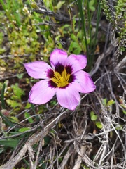 Romulea atrandra