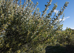 Acacia brachybotrya