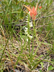 Spiranthes perexilis