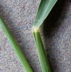 Melinis repens repens