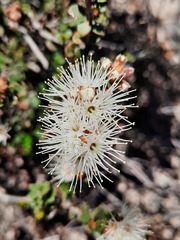 Kunzea pomifera