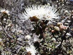 Kunzea pomifera