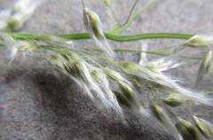 Melinis repens repens