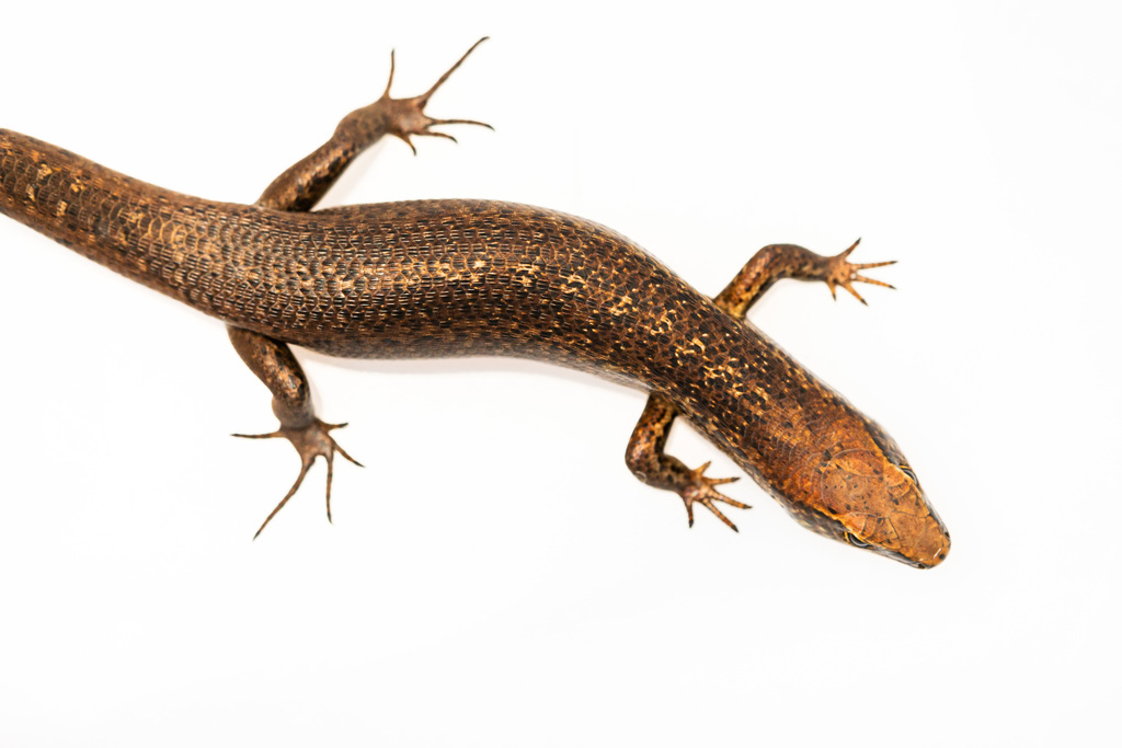 Mandjélia litter skink