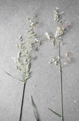 Melinis repens repens