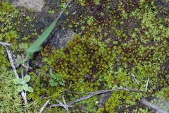 Trichostomum brachydontium