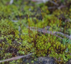 Trichostomum brachydontium