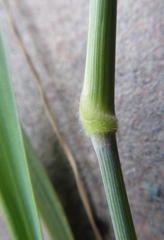 Melinis repens repens