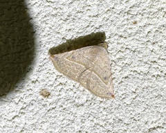 Eublemma gayneri