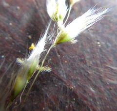 Melinis repens repens