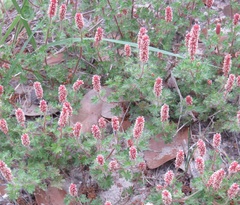 Acalypha radians