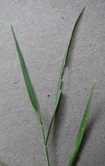 Melinis repens repens