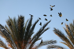 Amazona viridigenalis