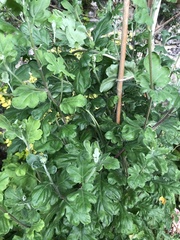 Chrysanthemum morifolium