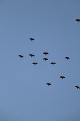 Amazona viridigenalis