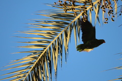 Amazona viridigenalis