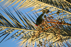 Amazona viridigenalis