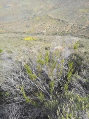 Anginon fruticosum