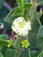 Acacia littorea