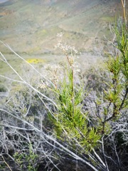 Anginon fruticosum