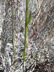 Comesperma calymega