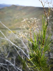Anginon fruticosum