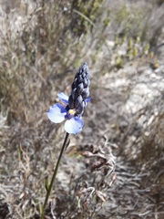 Comesperma calymega