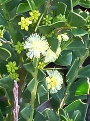 Acacia littorea