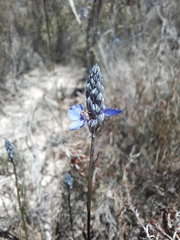 Comesperma calymega