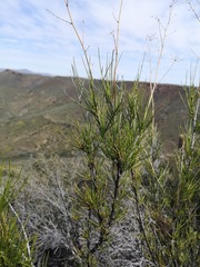 Anginon fruticosum