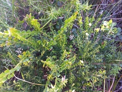 Acacia littorea