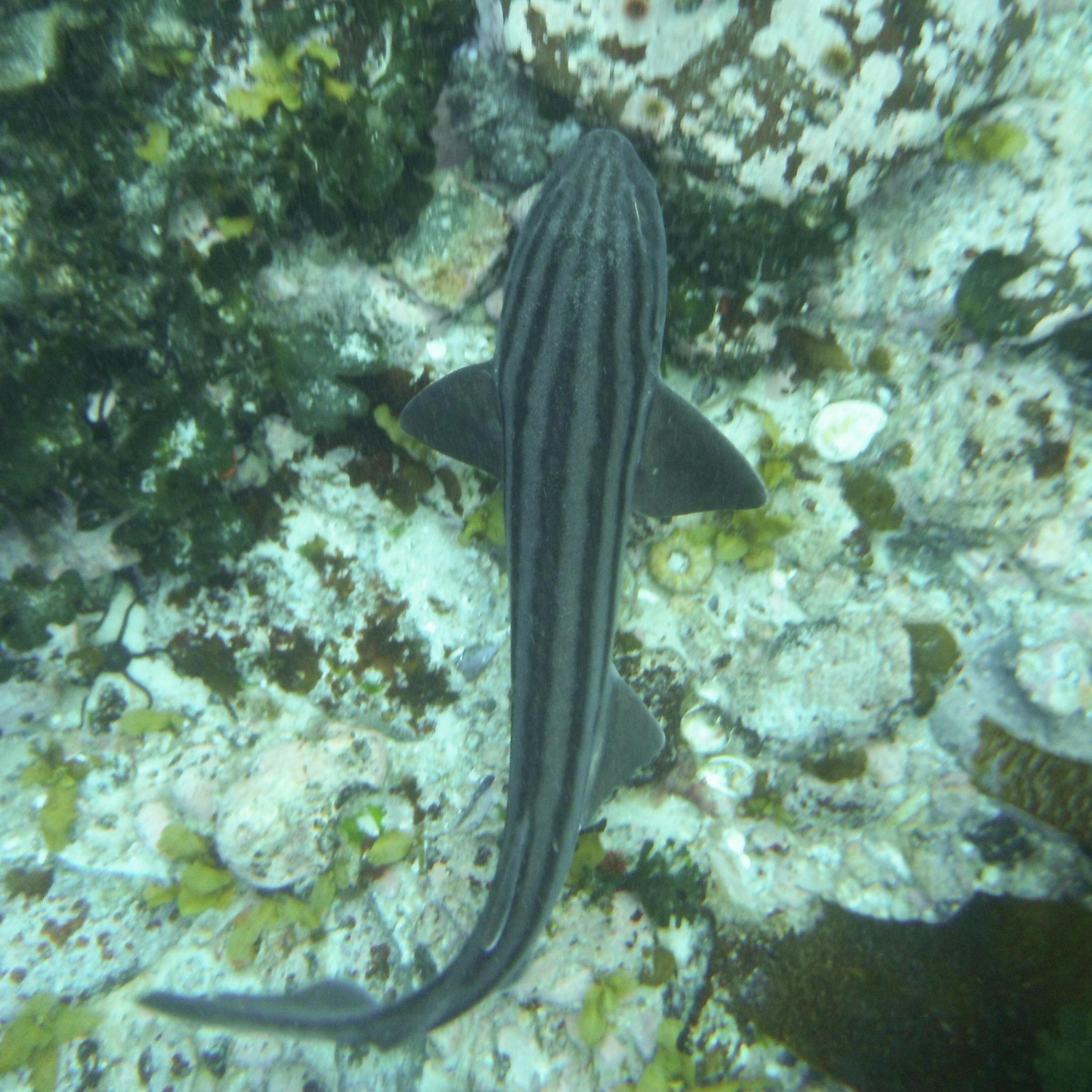 Species image