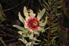Leucadendron pubibracteolatum