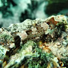 Chorisochismus dentex