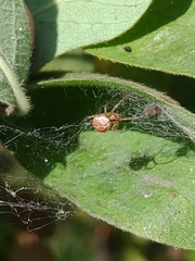 Theridion pictum