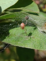 Theridion pictum
