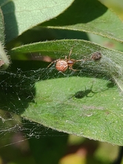 Theridion pictum