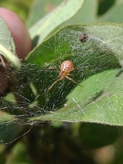 Theridion pictum