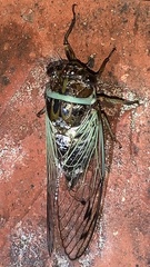 Diceroprocta marevagans