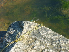 Pseudagrion microcephalum