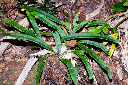 Lecanopteris varians observed 2021-07-28