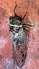 Diceroprocta marevagans