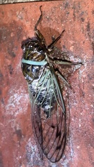 Diceroprocta marevagans