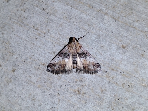 Toripalpus trabalis photo 2