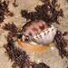 Semicassis labiata zeylanica - Photo (c) Fred Fourie, algunos derechos reservados (CC BY-NC), subido por Fred Fourie